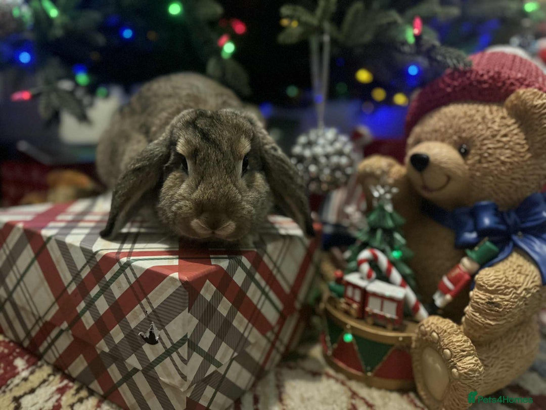 French Lop rabbits for sale: French lops and lion heads  - Advert 15