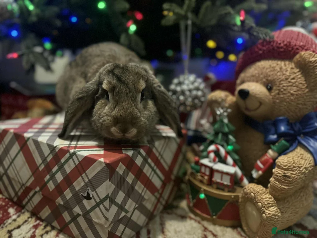 French Lop rabbits for sale: French lops and lion heads  - Advert 15