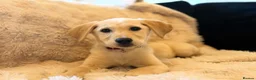 Goldador dogs for sale:  Gorgeous  Goldador Puppy Looking for Her new Home in Bolton - Advert 2
