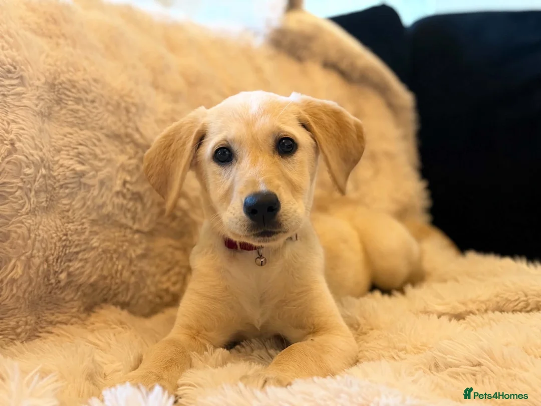 Goldador dogs for sale:  Gorgeous  Goldador Puppy Looking for Her new Home in Bolton - Advert 2