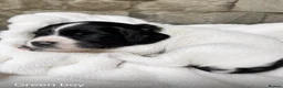 English Springer Spaniel dogs for sale: Outstanding KC Registered Springer Spaniel Puppies - Advert 3