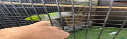 Parrots birds for sale: Pair of Senegal Parrots in Birkenhead - Advert 2