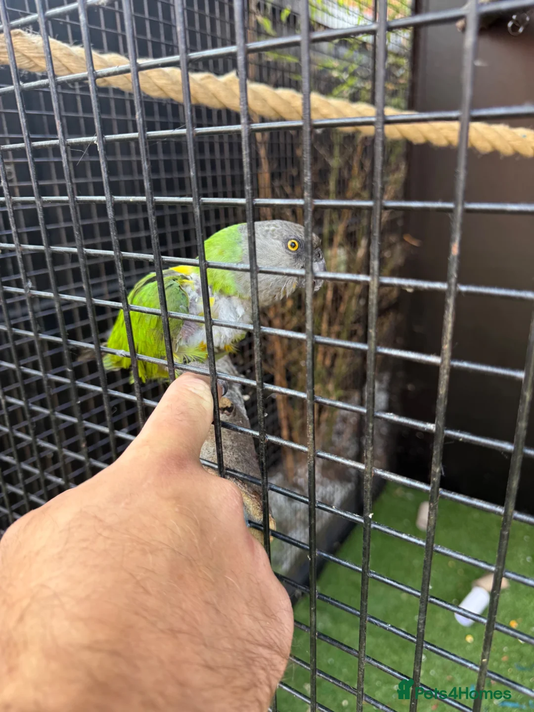 Parrots birds for sale: Pair of Senegal Parrots in Birkenhead - Advert 2
