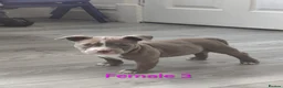 American Bully dogs for sale: 💎Elite Lilac Tri Pocket Bullies AKBC registered💎 - Advert 28