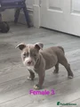 American Bully Puppy 7