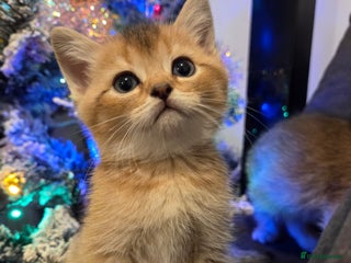 Scottish Fold cats Scottish folds - Advert 3