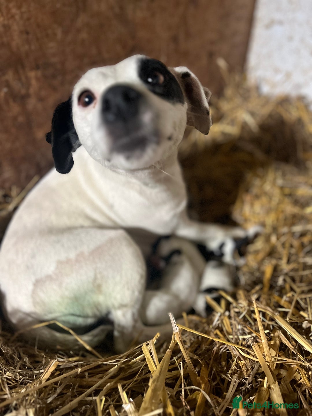 Jack Russell dogs for sale: Jack Russell Dog Puppies - Image 9