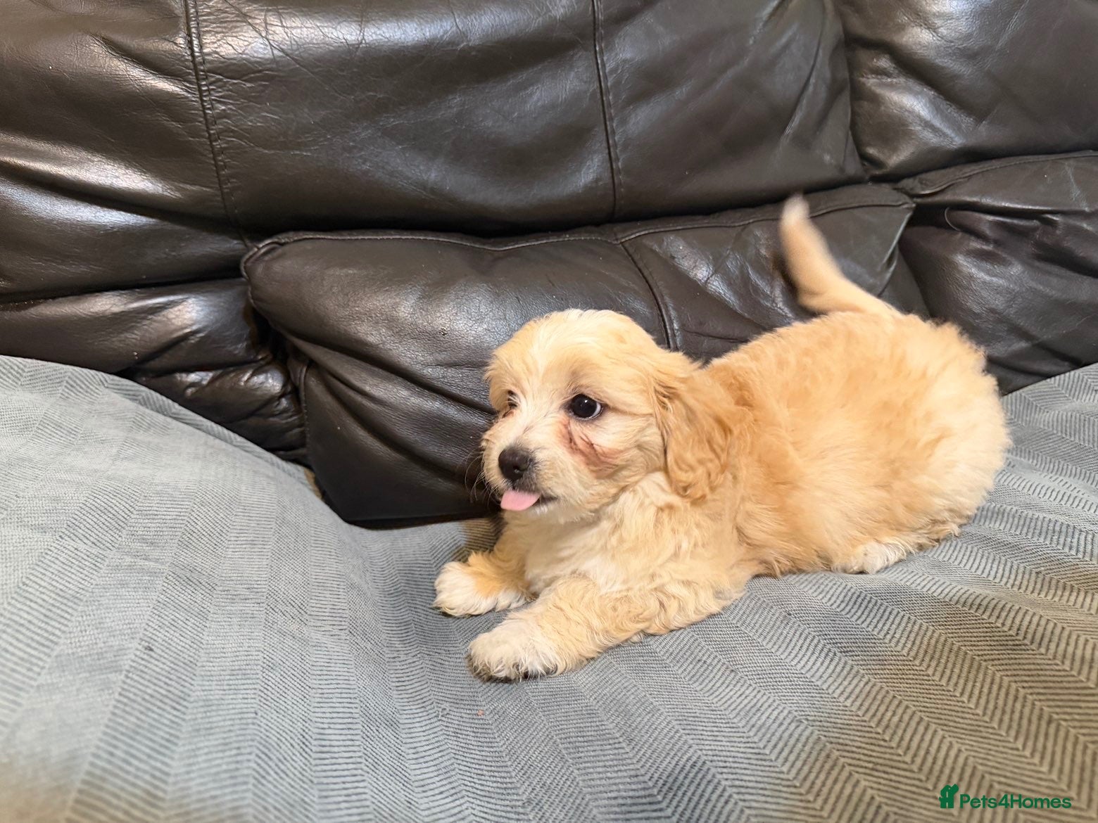 Havanese dogs Havanese Puppies Looking for Loving Homes - Advert 5
