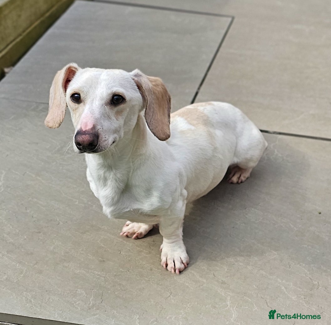 Miniature Dachshund dogs Smooth Cream Piebald for Stud  in Motherwell - Advert 14