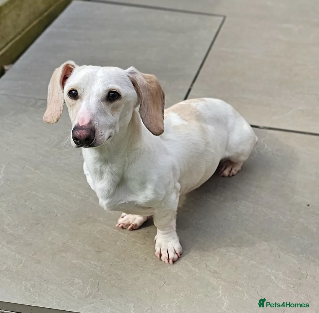 Miniature Dachshund dogs for stud: Smooth Cream Piebald for Stud  in Motherwell - Advert 1