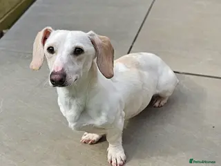 Miniature Dachshund dogs Smooth Cream Piebald for Stud in Motherwell - Advert 3