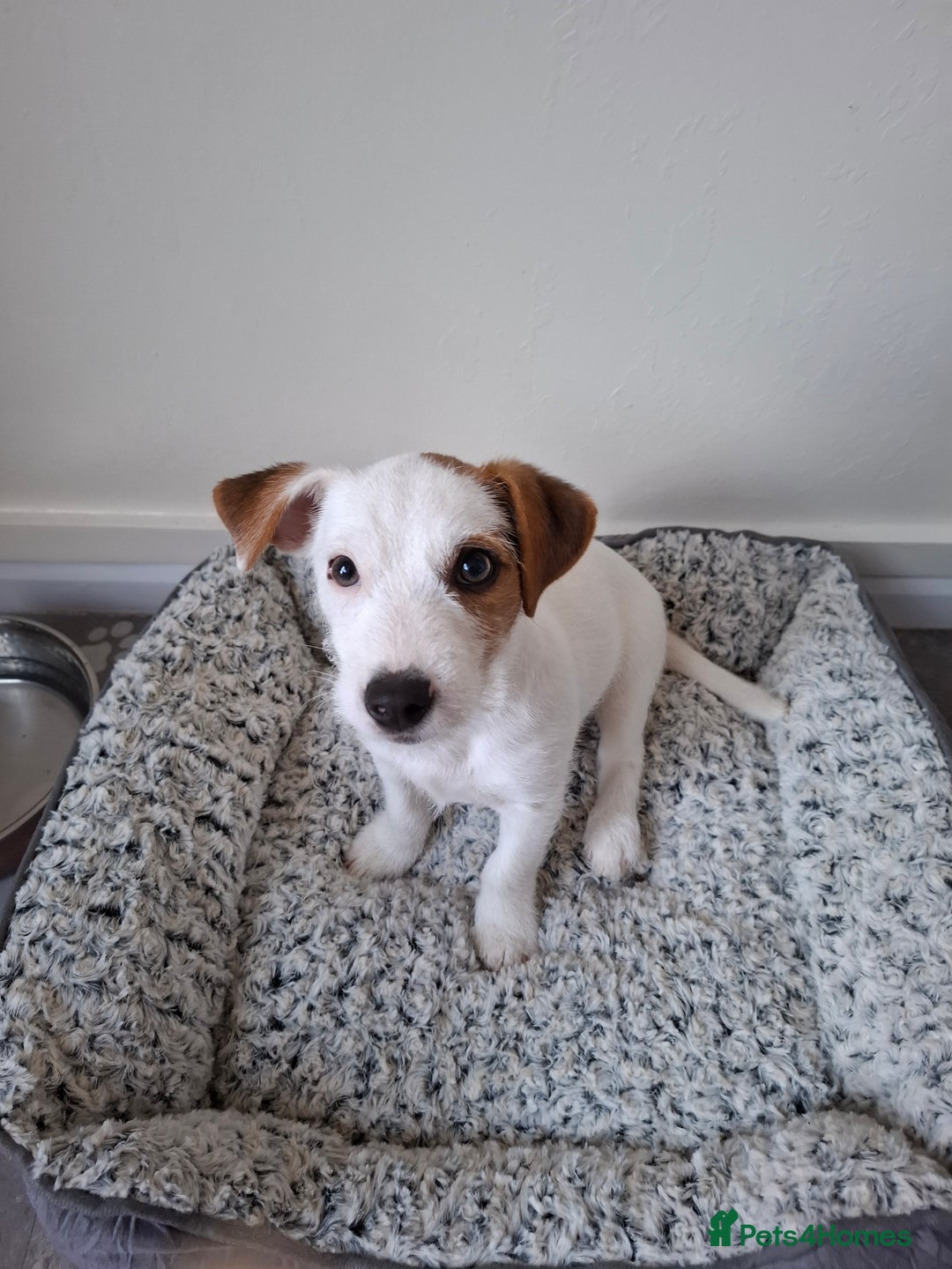 Jack Russell dogs for sale: Jack Russell puppy 13 weeks male - Image 1