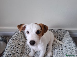 Jack Russell dogs for sale - Advert 1
