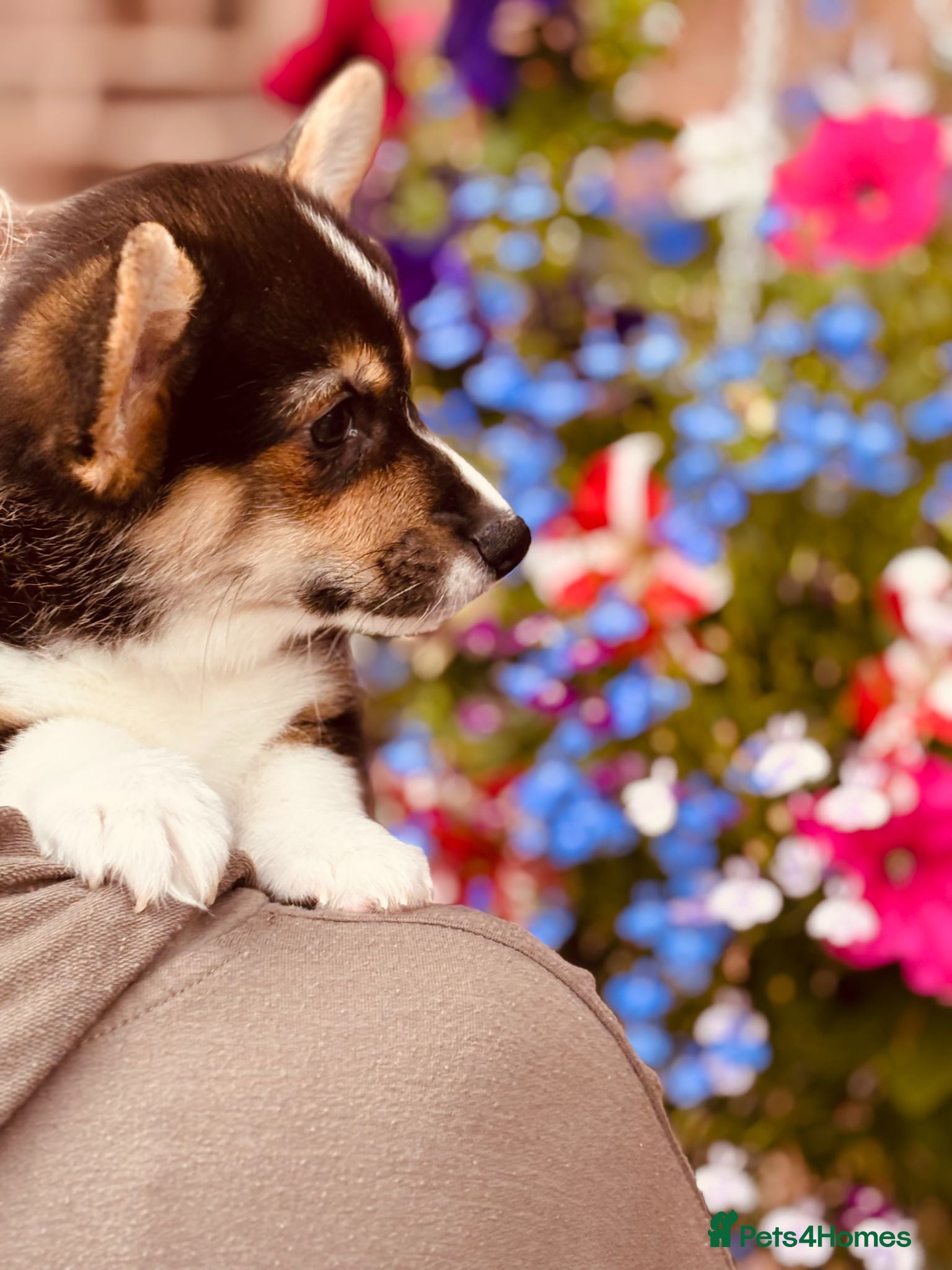 Welsh Corgi Pembroke dogs KC Tri boy ready now, from health tested parents - Advert 2