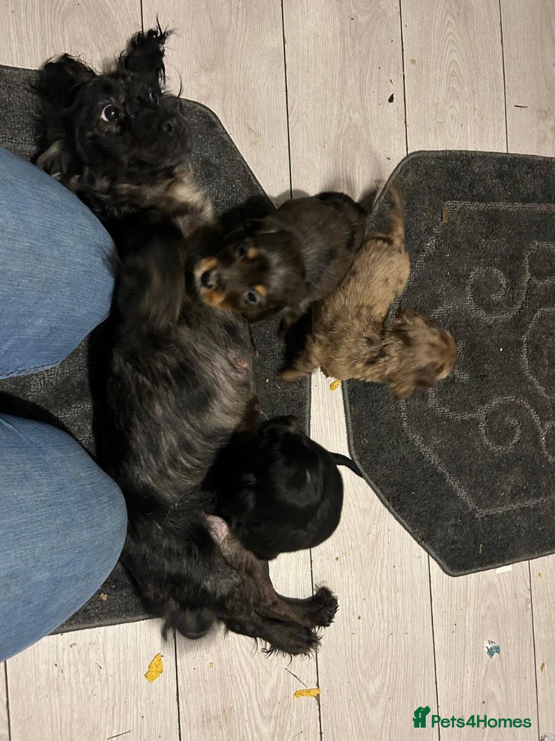 Cocker Spaniel dogs for sale: Adorable Cocker Spaniel Puppies - Advert 4