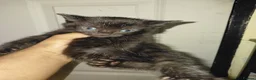 Bengal cats for sale: Rare Silver Smoke Bengal and Black Kittens. MALES - Advert 22