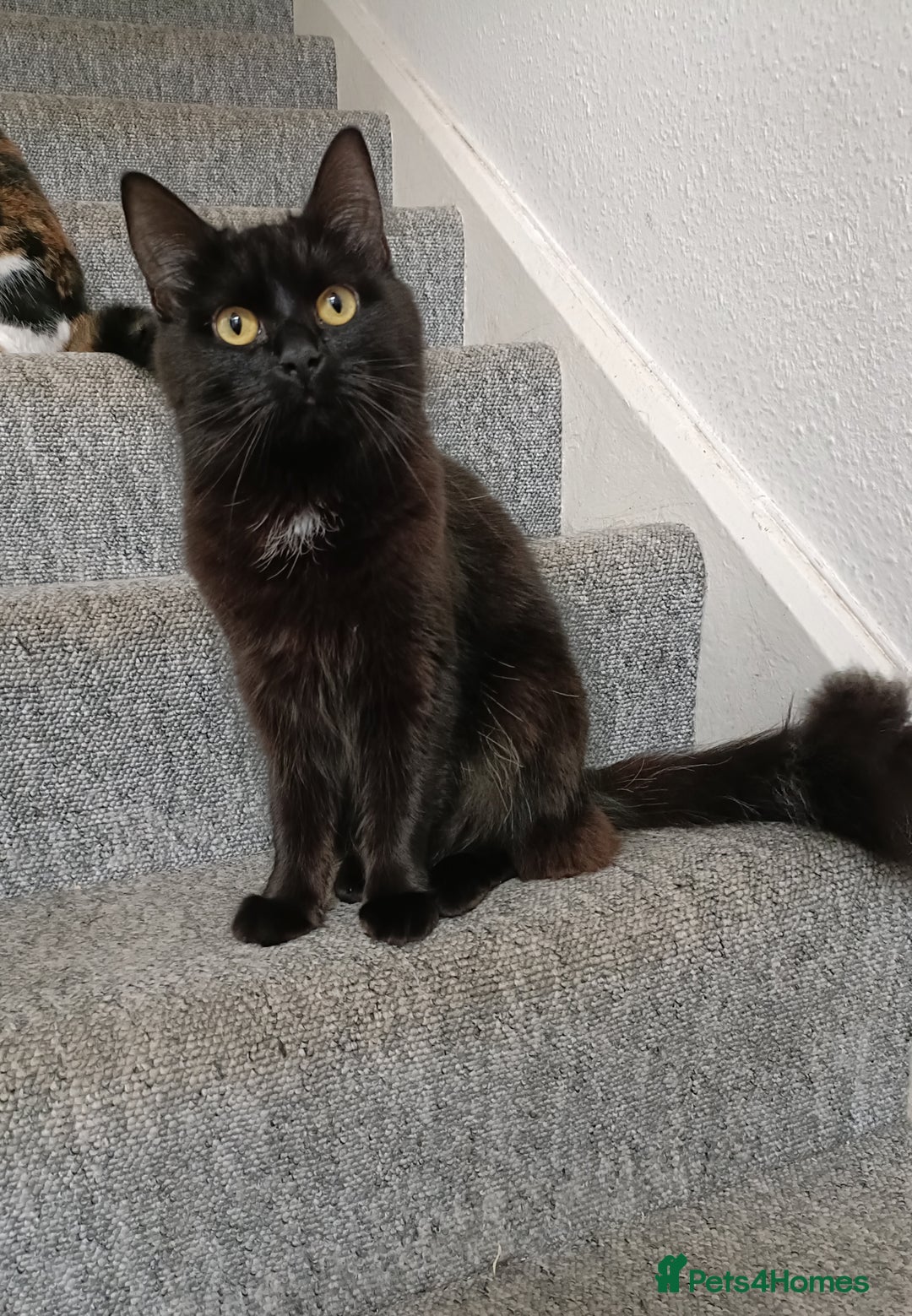 Mixed Breed cats for sale: 1 year old female cat looking for loving home  - Advert 4
