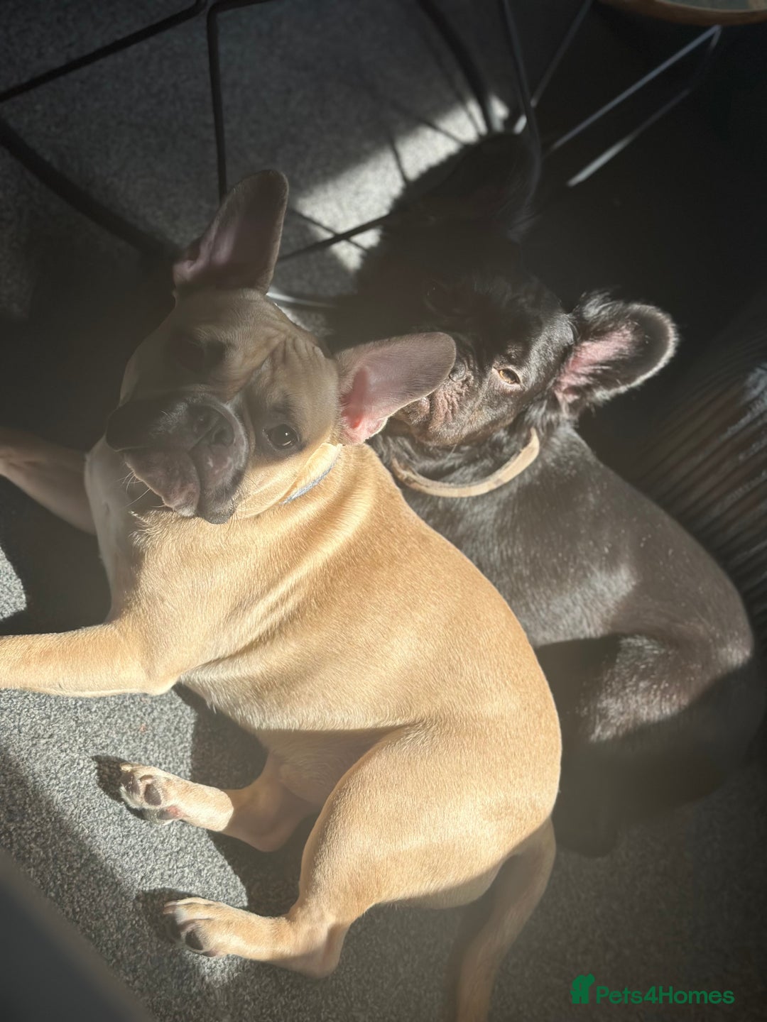 Mixed Breed dogs for sale: FREE Frenchie x pocket bully  - Image 2