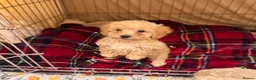 Shihpoo dogs for sale: Cute Shihpoo Puppies Shih Tzu X Poodle  - Advert 7