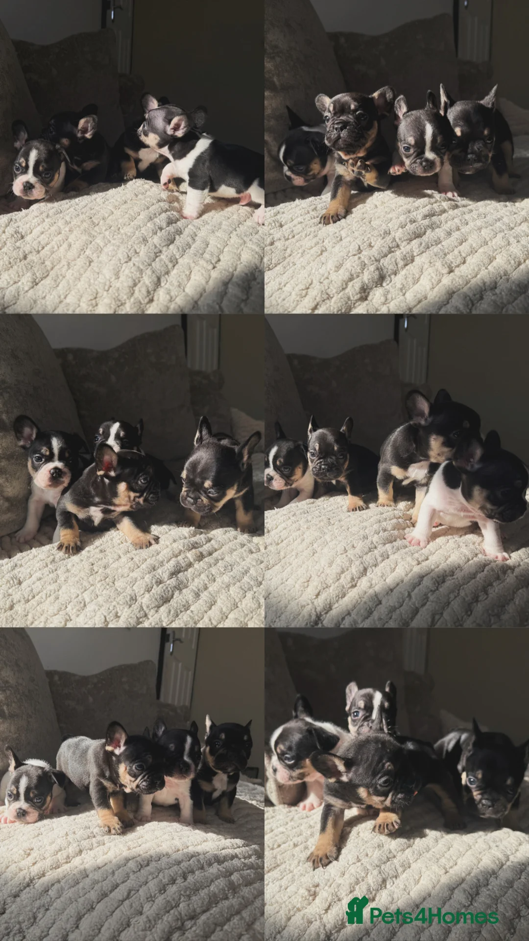 French Bulldog dogs for sale: Last 2 remaining Frenchie boys READY TO LEAVE - Advert 1