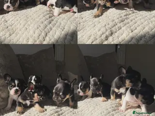 French Bulldog dogs Last 2 remaining Frenchie boys READY TO LEAVE - Advert 15
