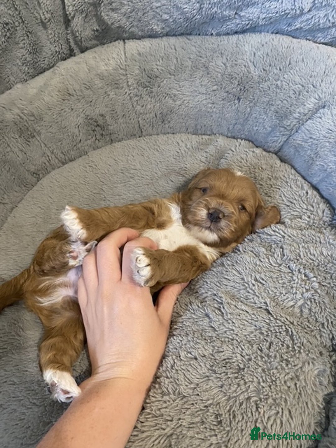Cockapoo dogs for sale: 2 BOYS LEFT Quality F1 Cockapoos DNA CLEAR PARENTS - Image 7