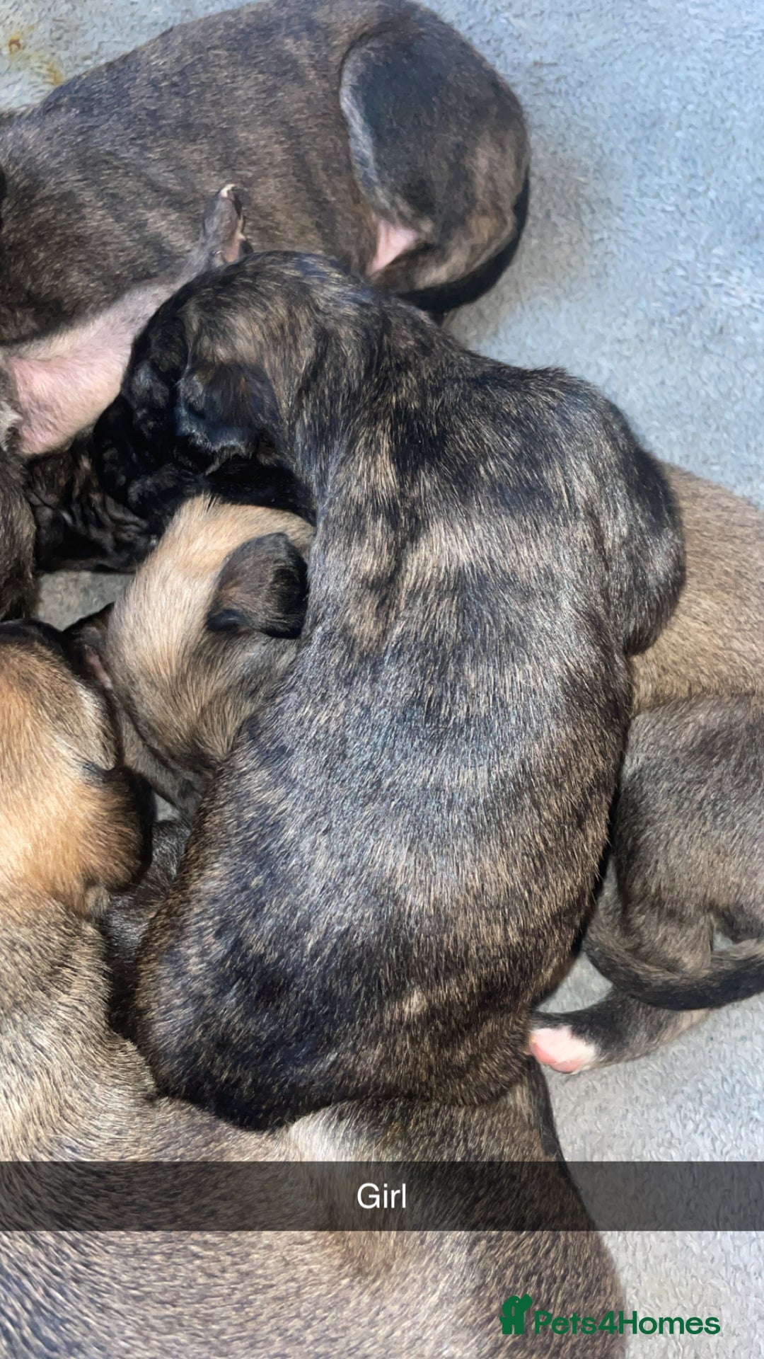 Mixed Breed dogs for sale: Stunning saluki greyhound puppies.  - Advert 35