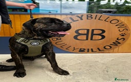 Cane Corso dogs for sale: Cane corso male - Image 1