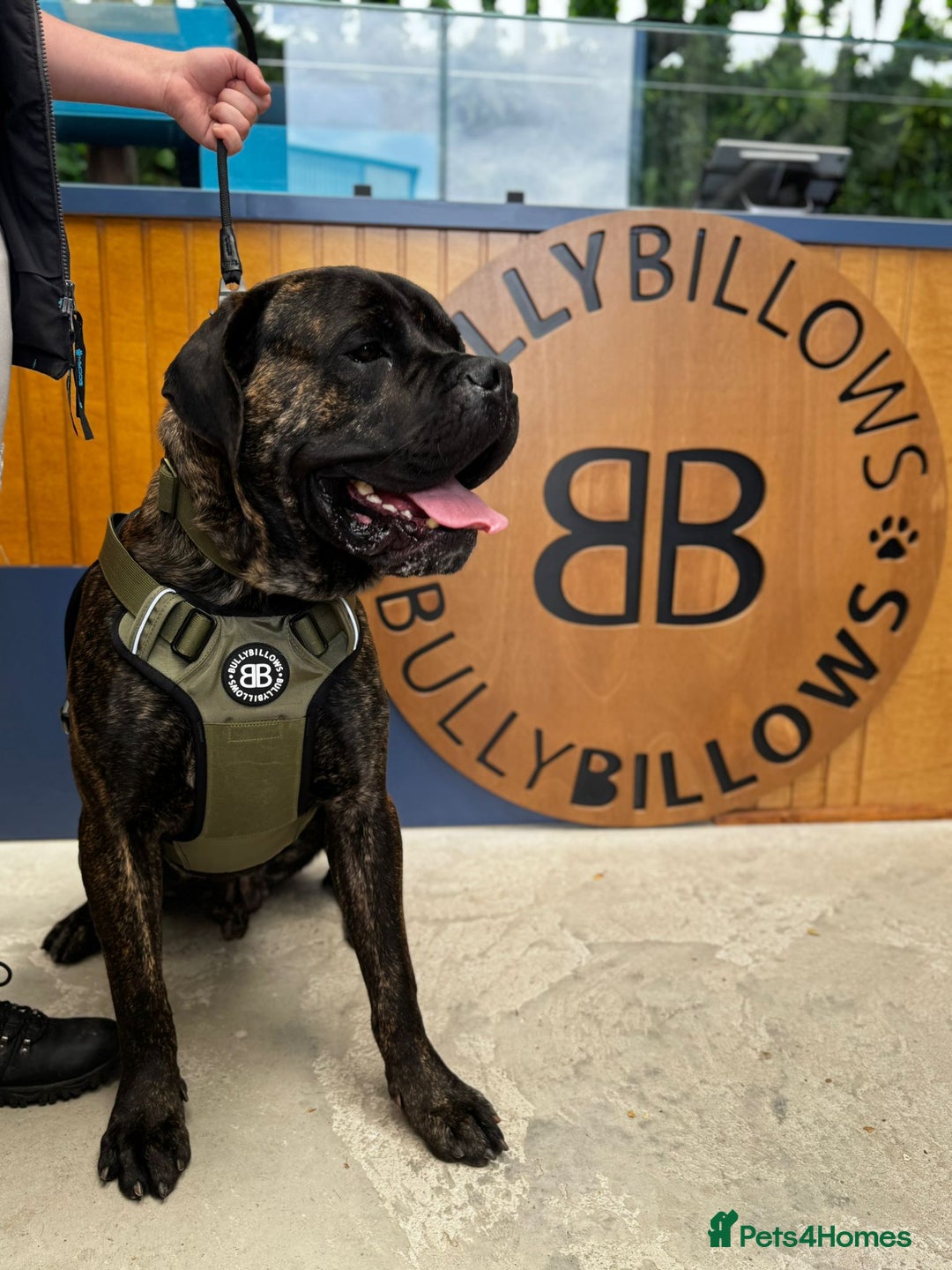 Cane Corso dogs for sale: Cane corso male - Image 1