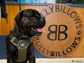 Cane Corso dogs - Advert 3