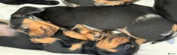 Miniature Dachshund dogs for sale: Minature Dachshund Pups - Advert 3