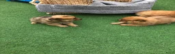 Pomchi dogs for sale: Pomchi puppies  - Advert 18