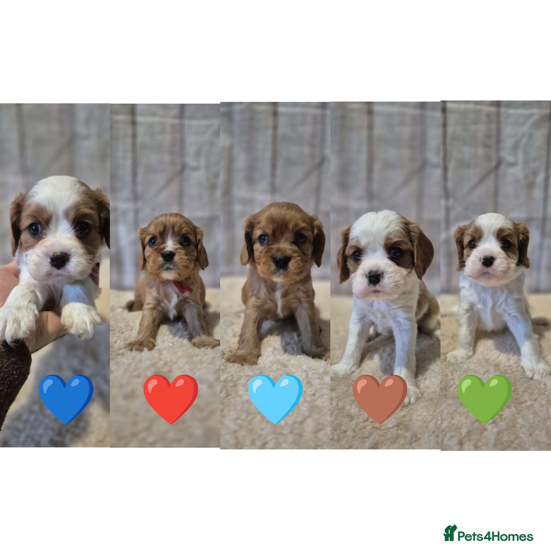 Cavalier King Charles Spaniel dogs 5 beautiful CKCS ❤️ - Advert 10
