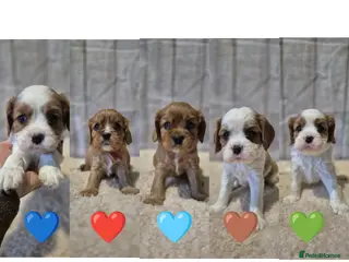 Cavalier King Charles Spaniel dogs 5 beautiful CKCS ❤️ - Advert 10