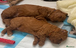 Labradoodle dogs for sale: Stunning red miniature labradoodle puppies - Image 9