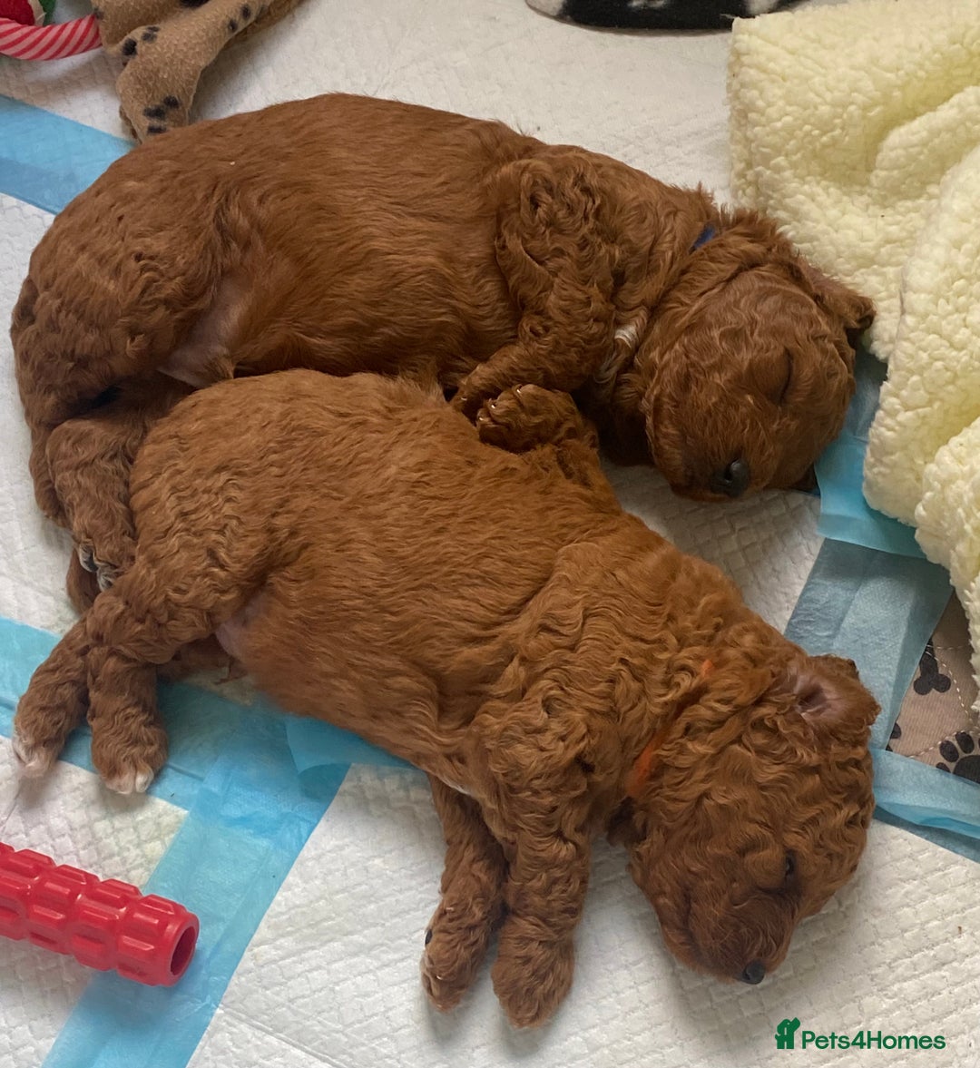 Labradoodle dogs for sale: Stunning red miniature labradoodle puppies - Image 9