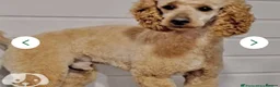 Cockapoo dogs for sale: F1 cockapoo girl puppies  - Advert 5