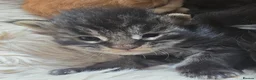 Maine Coon cats for sale: READY AUGUST- Tica Maine Coons in Sheringham - Advert 6