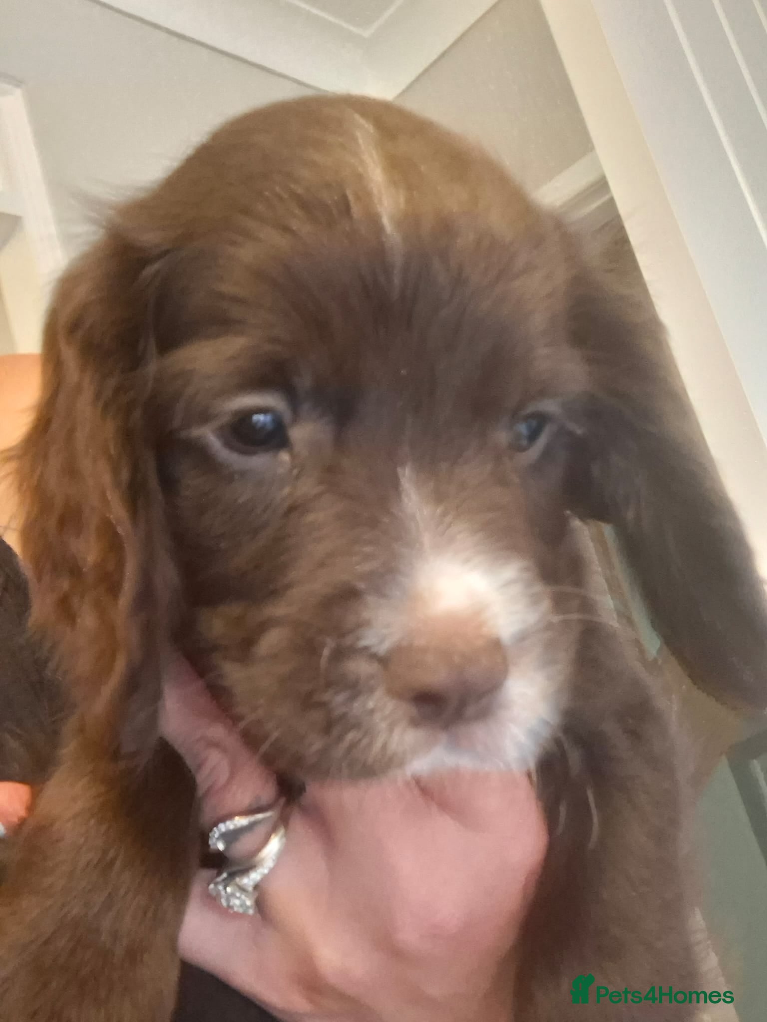 Sprocker dogs Sprocker pups - Advert 2