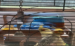 Cockatiels birds for sale: Pair of cockatiel birds - Image 2