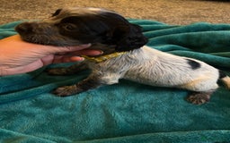 Cocker Spaniel dogs for sale: Georgous blue roan cocker spaniels - Image 17