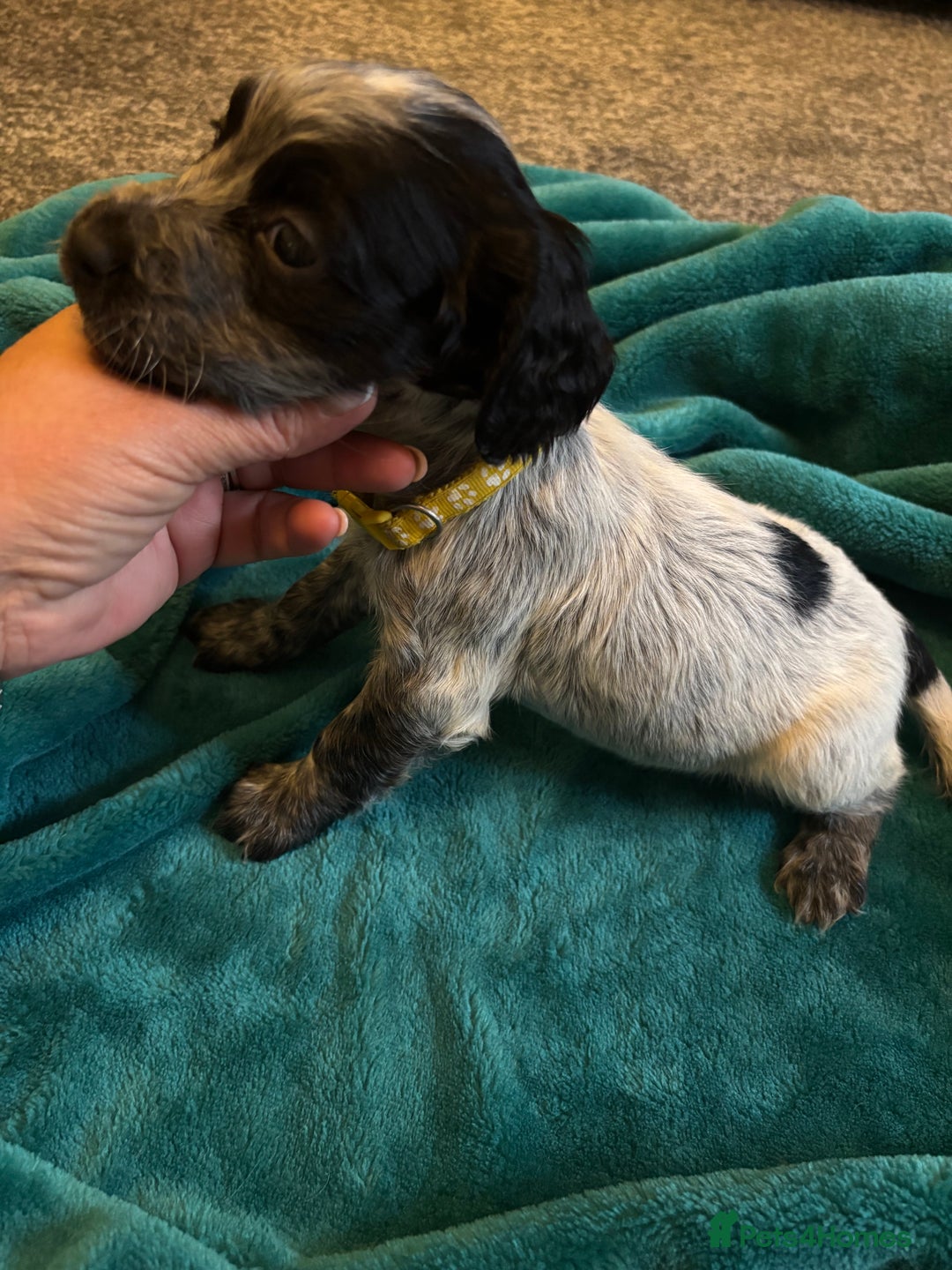 Cocker Spaniel dogs for sale: Georgous blue roan cocker spaniels - Image 17