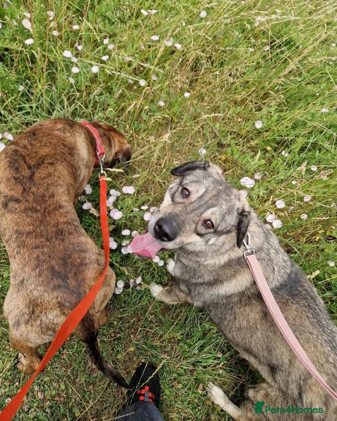Mixed Breed dogs for adoption: Terrific Tulip - Advert 2