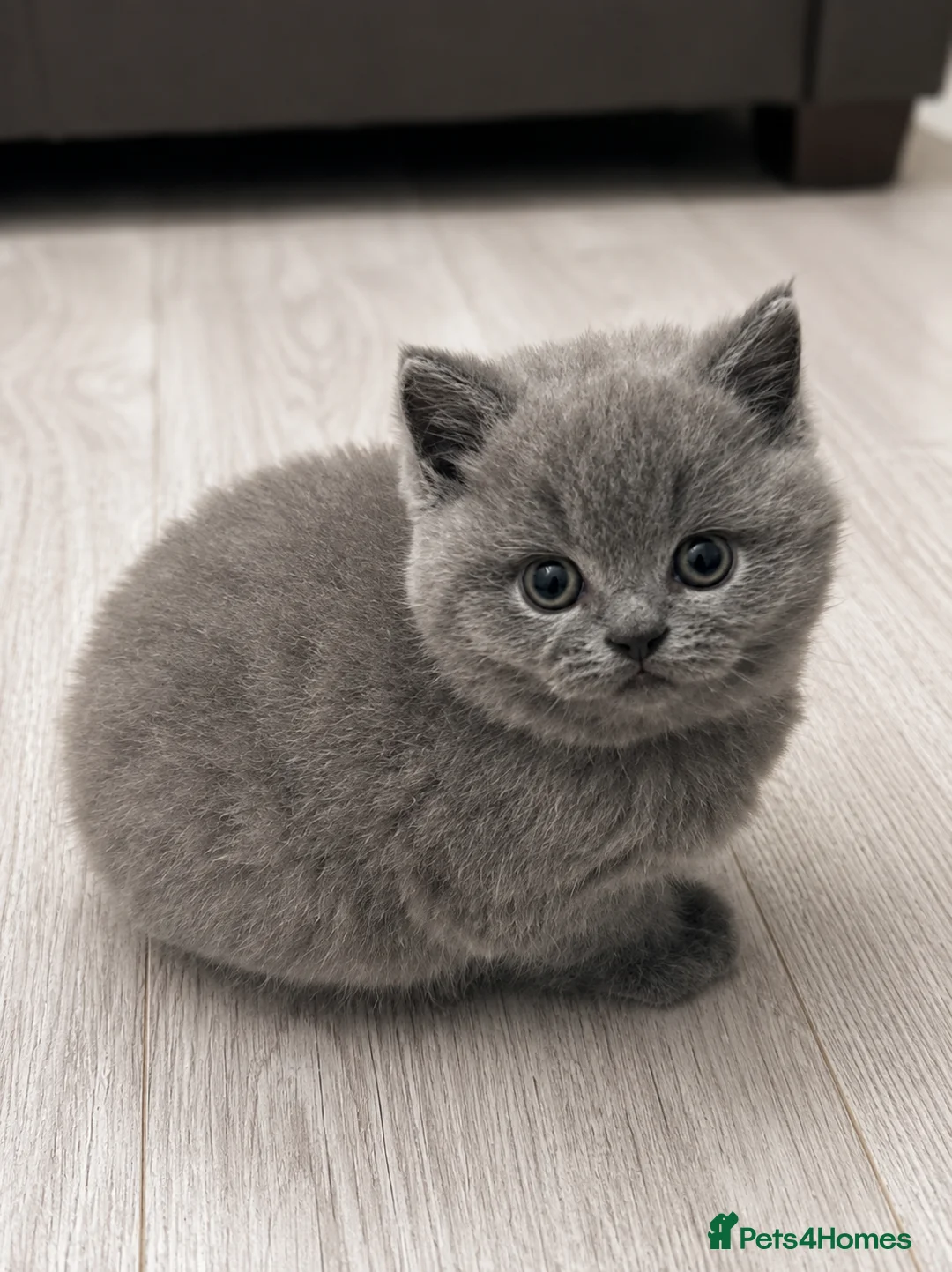 British Shorthair cats for sale: 🐾Full Pedigree Blue British Shorthair Kittens🐾 - Advert 1