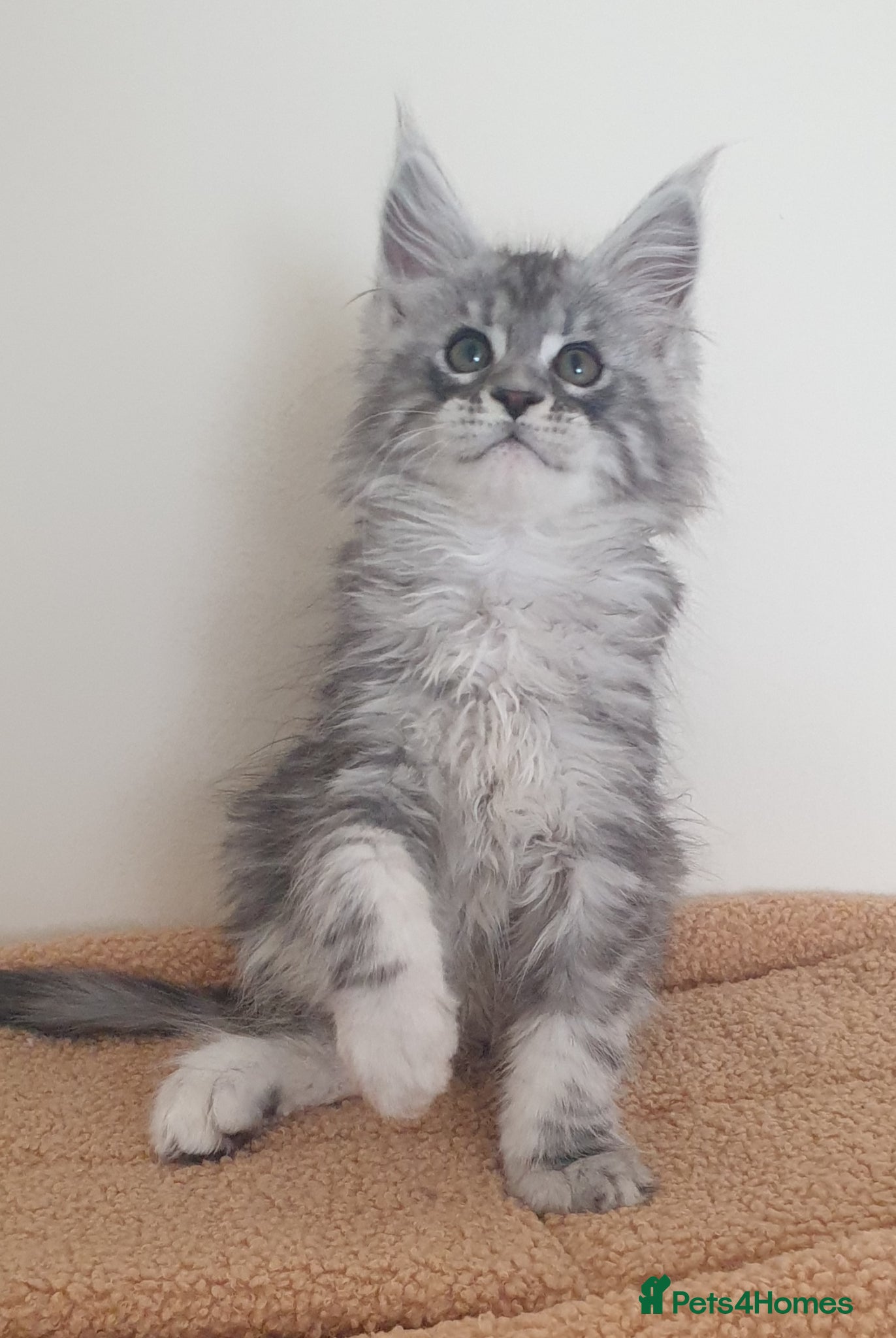 Maine Coon cats Tica registered Maine Coons  - Advert 5