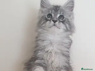 Maine Coon cats Tica registered Maine Coons - Advert 5