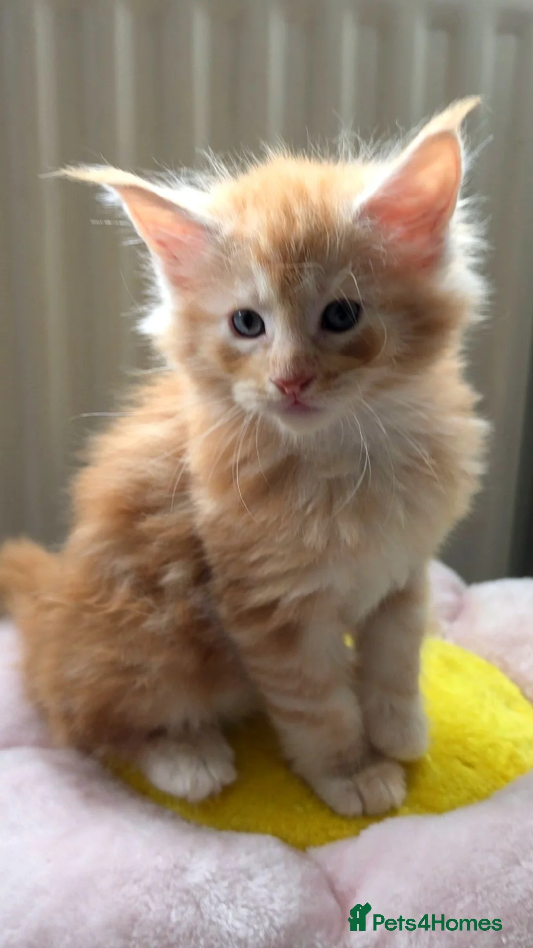 Maine Coon cats for sale: MAINE COON Kitten's redy for reservation. - Advert 26