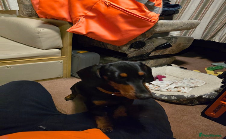 Miniature Dachshund dogs - Advert 1