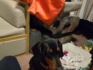 Miniature Dachshund dogs - Advert 32