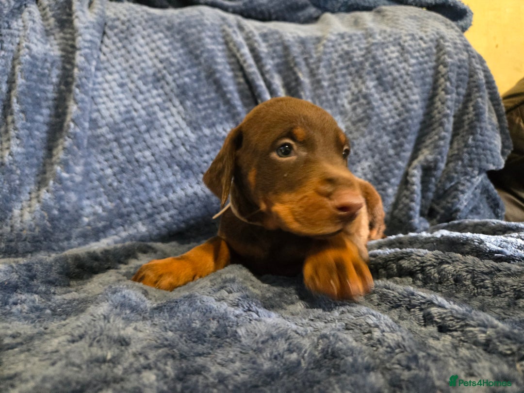 Dobermann dogs for sale: 7 handsome doberman pups - Image 3